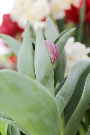 Young tulipsの写真素材