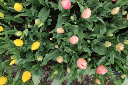 Colorful tulipsの写真素材