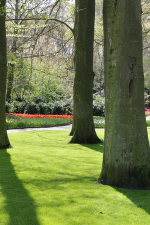 Lush park in morning lightの写真素材