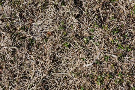 Wilted grass with green plantsの写真素材