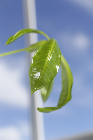Young plant in springの写真素材