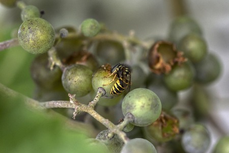 Wasp on a Grapeの写真素材