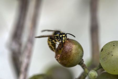 Wasp on a Grapeの写真素材