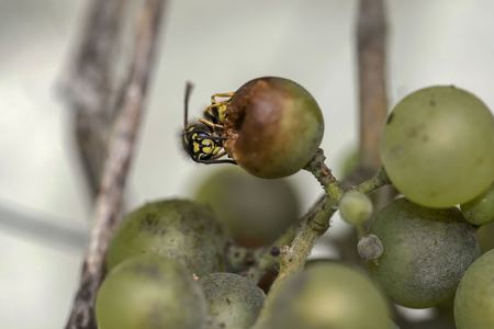 Wasp on a Grapeの写真素材