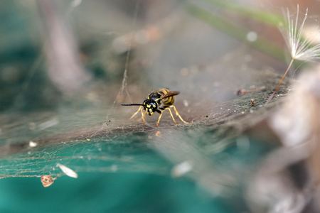 Wasp Close Upの写真素材