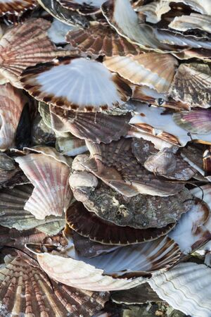 Seashells