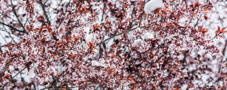 Green snow covered mountains in the background.の写真素材