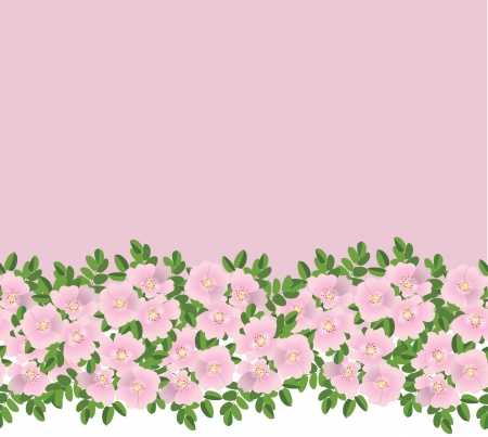 Dog roses seamless floral border on pink background のイラスト素材