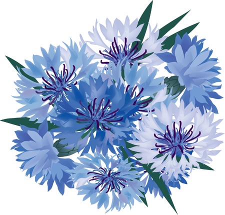 flower bouquet from blue and lilac cornflower のイラスト素材