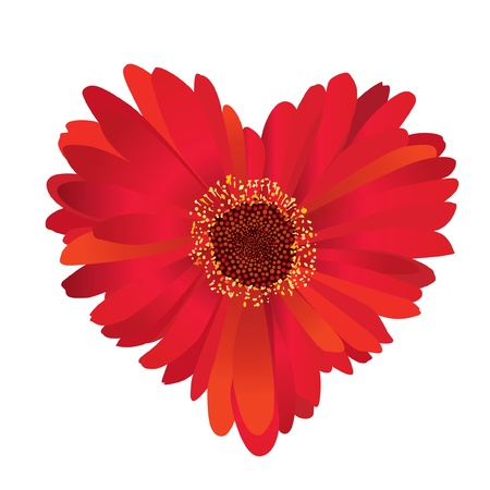 flower gerbera  love heart のイラスト素材