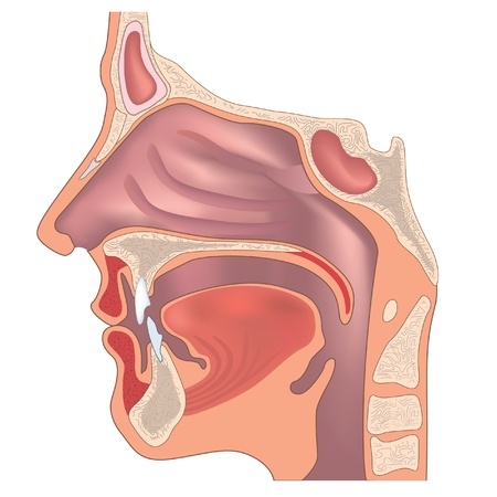 Anatomy of the nose and throat  のイラスト素材