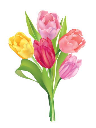 Flower bouquet  Tulips bouquet isolated  のイラスト素材