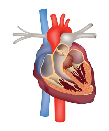 Vector of Heart cross section Human - ID:1-18394407 - Royalty Free ...