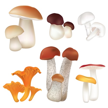 Mushroom icons set  Boletus isolated over white background vector colorful collection  のイラスト素材