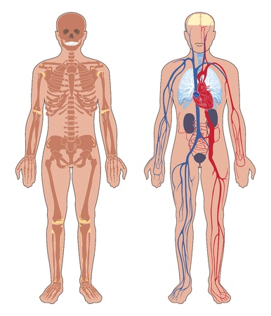 Human anatomy  Set of vector illustration isolated on white background  Human body structure  skeleton and circulatory vascular system  のイラスト素材