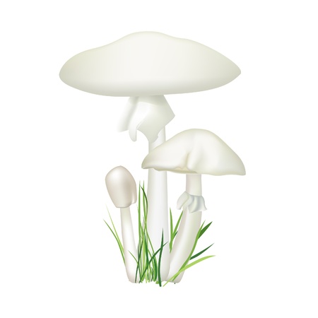 Toadstool isolated on white background  Death cup mushroom vector illustration  Amanita phalloides  のイラスト素材