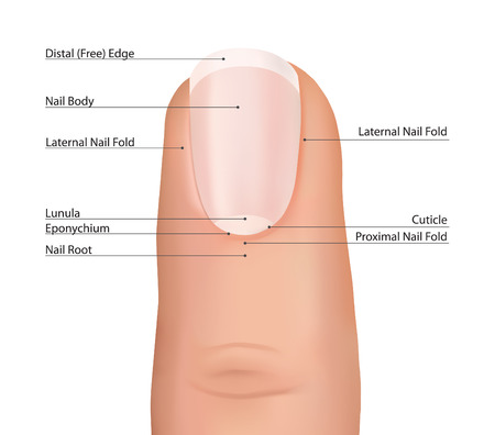 Nail finger anatomy  Fingernail vector  のイラスト素材