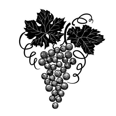 Grapes with leaves on the branch isolated on white background.のイラスト素材