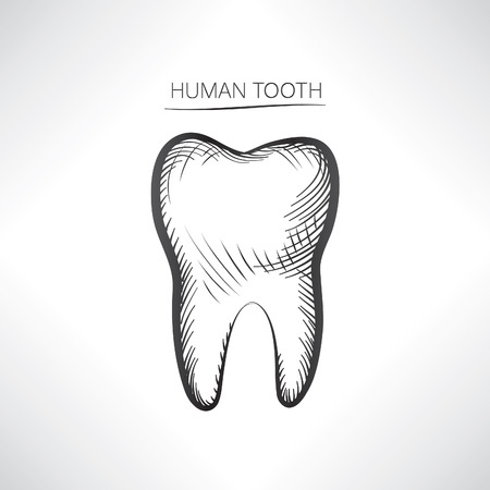 Tooth isolated. Tooth hand drawn sketch icon. Tooth symbol.のイラスト素材