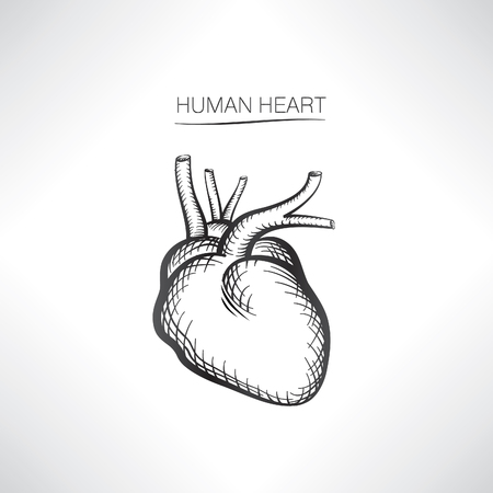 Human heart isolated. Internal organ icons sketchのイラスト素材