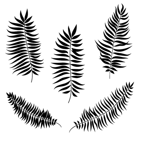 Leaves set. Palm leaf silhouette vector collectionのイラスト素材