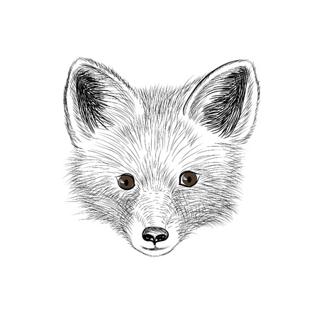 Fox. Wild animal fox head. Fox face looking at camera. Animal red fox head sketch isolatedのイラスト素材
