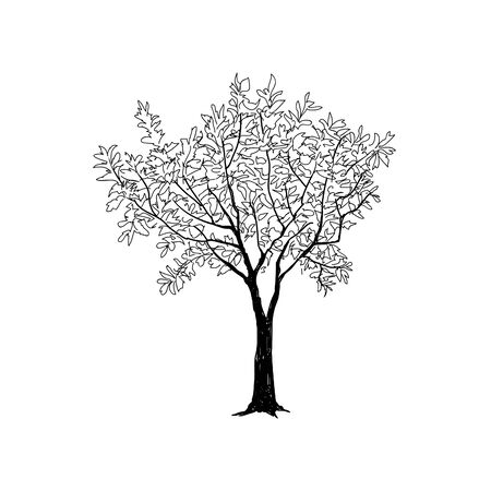 Tree with leaves drawn sketch. Summer nature signのイラスト素材
