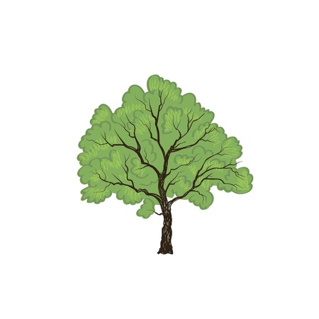 Tree with leaves isolated. Nature outdoor sign Vector illustrationのイラスト素材