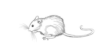 Mouse sketch hand-drawn illustration. Line art animal isolated on white backgroundのイラスト素材