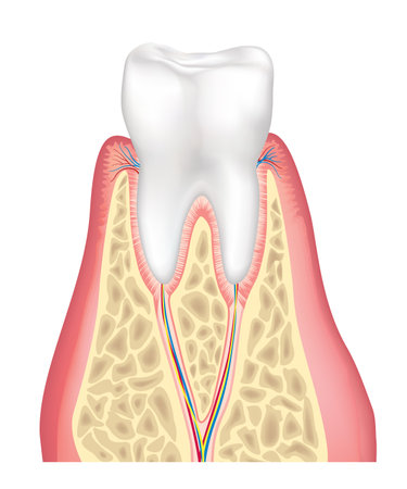 Tooth anatomy. Healthy teeth structure. Dental medical vector illustration.のイラスト素材