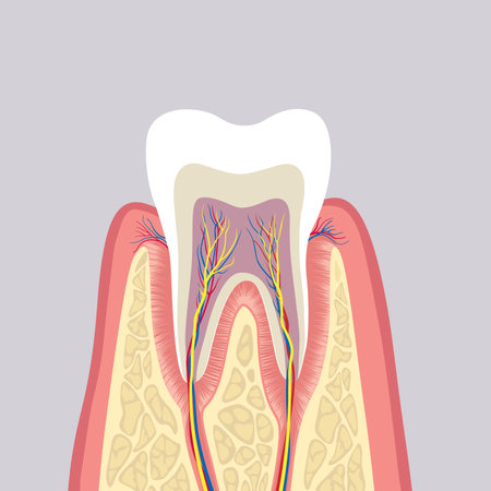 Tooth structure. Anatomy of teeth. Dental medical illustration.のイラスト素材