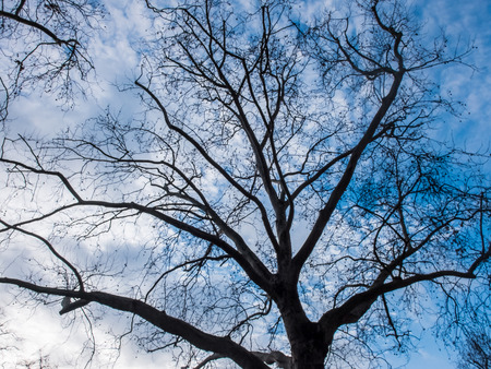Low Angle View of Bare Deciduous Tree Autumn or Winter Framed from Behind by Blue Sky with White...
