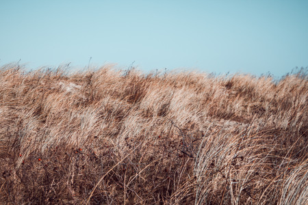 Nature background of hill with dried brown grass blowing in the wind under blue skyの写真素材