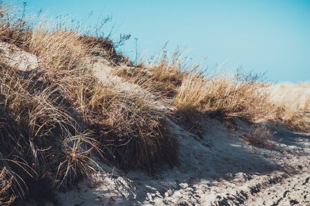 Background of sand dunes hill with dried brown wild grass blowing in the wind during winterの写真素材