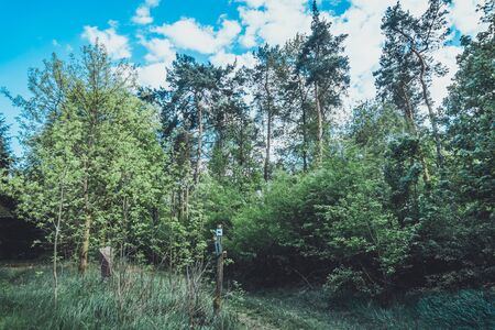 old path in forest with green trees and grassの写真素材