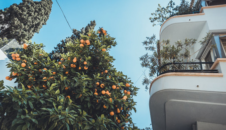 Low angle view of orange tree beside balcony with round corners on luxury apartments in Mediterranean countryの写真素材