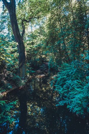 small sea inbetween of an old forest near berlinの写真素材