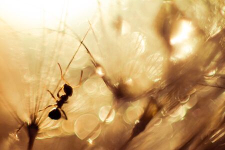 Macro photo of an ant and dandelion with drops of water after rain on a pink background in the summer in the eveningの写真素材