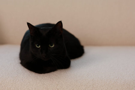 A black cat lies comfortably on a light-colored couch, showing its sleek fur and green eyes against the soft fabric backgroundの写真素材