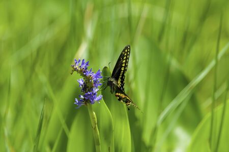 Close-up of black swallowtail butterfly on a blue pickerel weedの写真素材