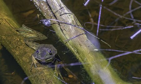 webfoot bull frog in the water hanging on to a small log.の写真素材
