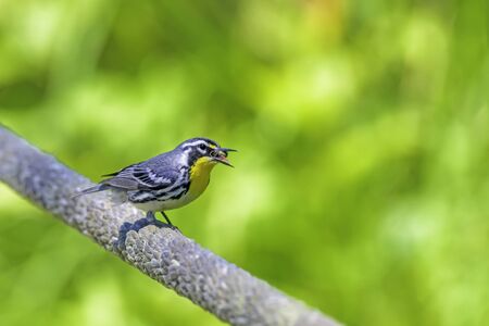 yellow-throated warbler eating a big spider, one of their favorite meals!の写真素材