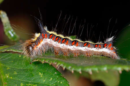 Grey Dagger Moth Caterpillar on Rose Leaf