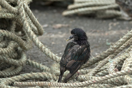 Starling having a preen while standing on ropes at Amble Quayside