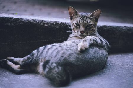 The cat  model of the kingの写真素材