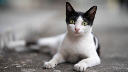 A  curious cat lying down on the floor.の写真素材