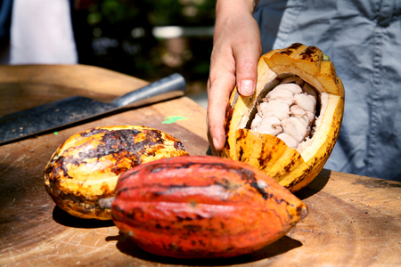 An open Cacao fruit showing its beans in Costaricaの写真素材