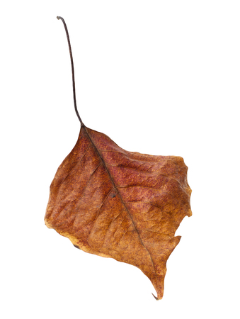 Dry Leaf taken in the Autumn, on white backgroundの写真素材