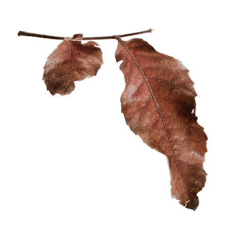 Dry Leaves taken in the Autumn, on white backgroundの写真素材