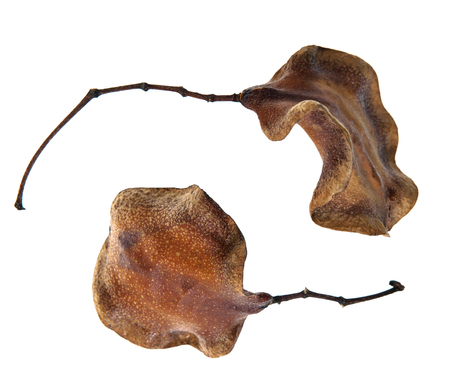 Dry Leaves taken in the Autumn, on white backgroundの写真素材